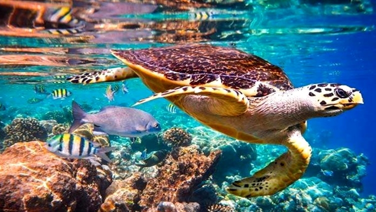 buceo marsa alam